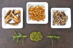Snack Insects Kochset für Zuhause Österreich