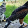 Spaziergang mit Greifvogel auf dem Arm