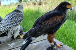 Spaziergang mit Greifvogel auf dem Arm