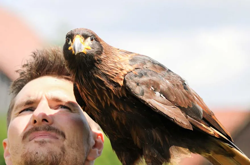 Spaziergang mit Greifvogel Pollhagen