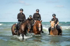 Strandritt Ostsee mit Probestunde Hirschburg (Okt. - Apr.)