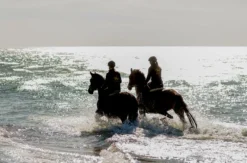 Strandritt Ostsee mit Probestunde Hirschburg (Okt. - Apr.)