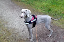 Suchhunde-Training