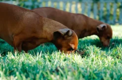 Suchhunde-Training