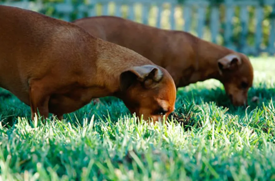 Suchhunde-Training