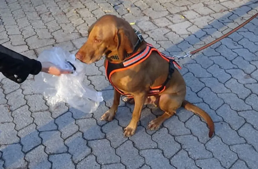 Suchhunde-Training