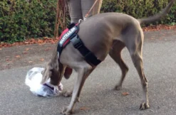 Suchhunde-Training
