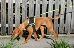 Suchhunde-Training