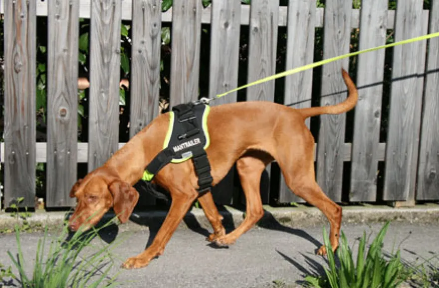 Suchhunde-Training