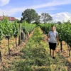 Sunset Wine Tasting Hohenruppersdorf