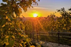 Sunset Wine Tasting Hohenruppersdorf