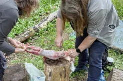 Survival Training Raum Stuttgart (Jagd- und Fallenbau)
