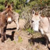 Tagestour mit Eseln Eppenbrunn für 2