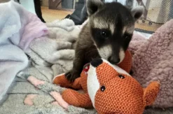 Tiere pflegen Mücke
