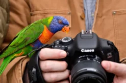 Tierfotografie für Einsteiger im Tierpark