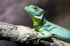 Tierpfleger Landau (Reptilien)