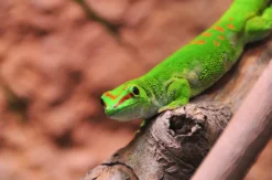Tierpfleger Landau (Reptilien)