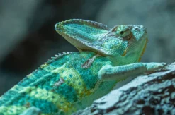 Tierpfleger Landau (Reptilien)