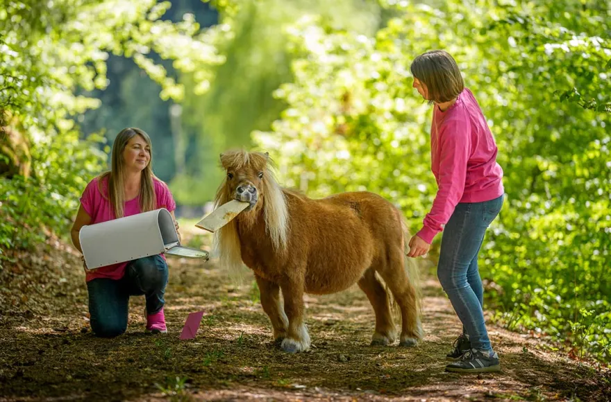 Tiertrainer Hitzendorf