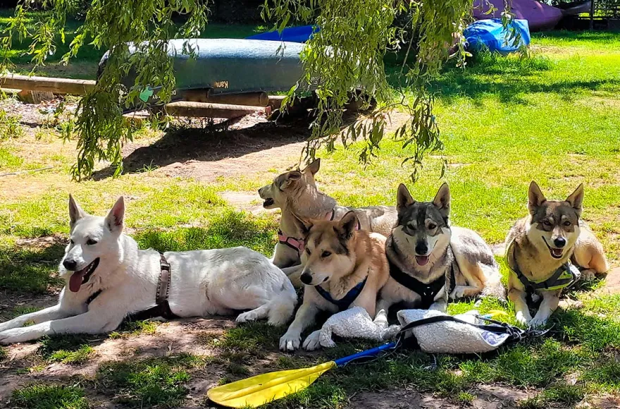 Trekkingtour Hofgeismar (Wolfhunde)