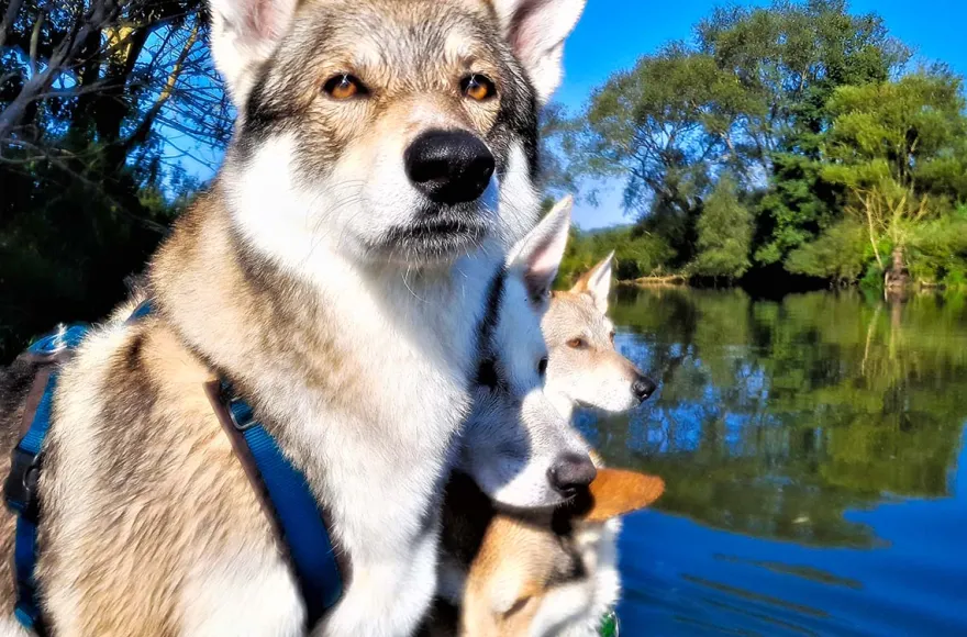 Trekkingtour Hofgeismar (Wolfhunde)