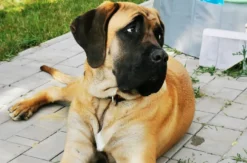 Urlaub mit Hund im Harz für 2 (2 Nächte)