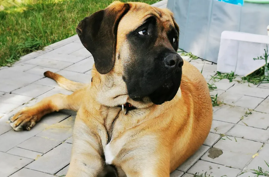 Urlaub mit Hund im Harz für 2 (2 Nächte)