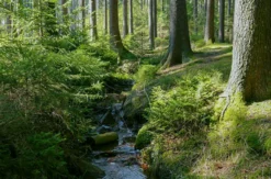 Waldbaden Dresden