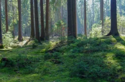 Waldbaden Dresden