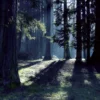 Wald Wanderung Straubenhardt (3 Std.)