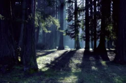 Wald Wanderung Straubenhardt (3 Std.)