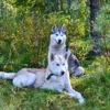 Wandern mit Huskies