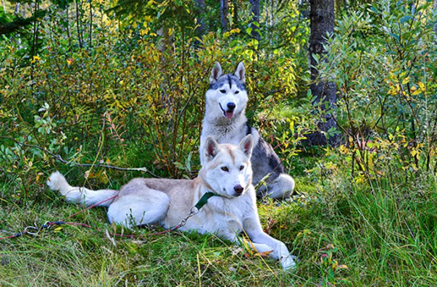 Wandern mit Huskies
