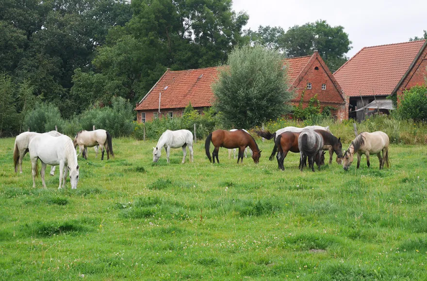 Wanderreiten Neustadt am Rübenberge