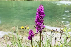 Wandertour Ehrwald