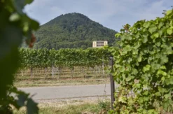 Wanderurlaub mit Weingut-Übernachtung in Rheinland-Pfalz für 2 (2 Nächte)