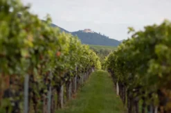 Wanderurlaub mit Weingut-Übernachtung in Rheinland-Pfalz für 2 (2 Nächte)