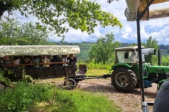 Weinausflug & Schifffahrt auf der Mosel Bullay