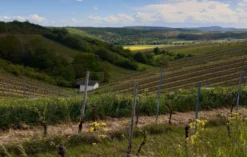 Weinbergrundfahrt mit der Reblaus für 2