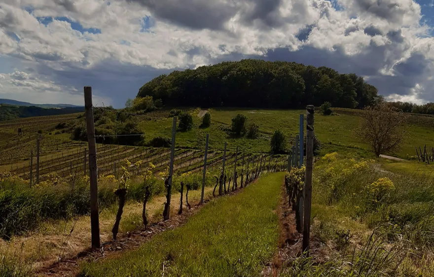 Weinbergrundfahrt mit der Reblaus für 2
