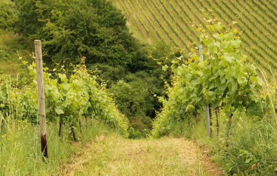 Weinbergsrundfahrt Guldental (mit Holder- & Weinverkostung)