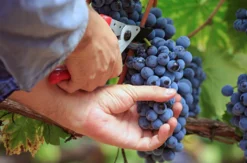 Weinbergtour mit Verkostung in Zürich