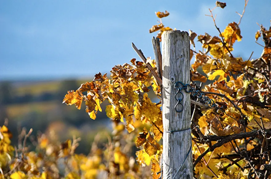 Weinbergwanderung Essenheim