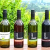 Weinbergwanderung Göcklingen