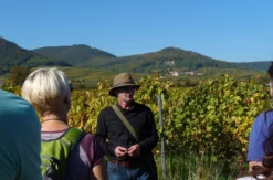 Weinbergwanderung Göcklingen