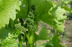 Weinbergwanderung Göcklingen