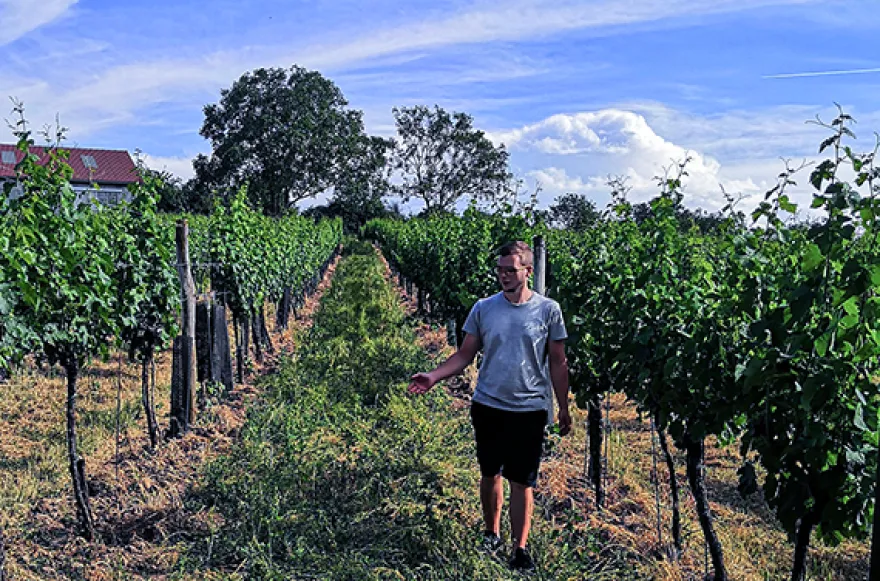 Weinbergwanderung Hohenruppersdorf