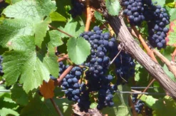 Weinbergwanderung in Bad Neuenahr-Ahrweiler