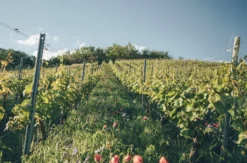 Weinbergwanderung Markt Nordheim