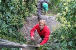 Weinbergwanderung mit Klettersteig an der Mosel